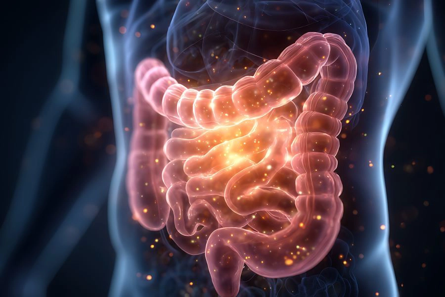 A visualization of human gut featuring a medical glow around the anatomy of the stomach and intestines